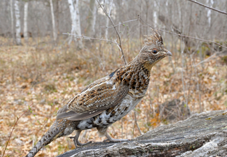 Ruffed grouse standing on a log, upland game bird hunting target