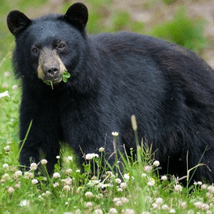 Black bear in the maine woods