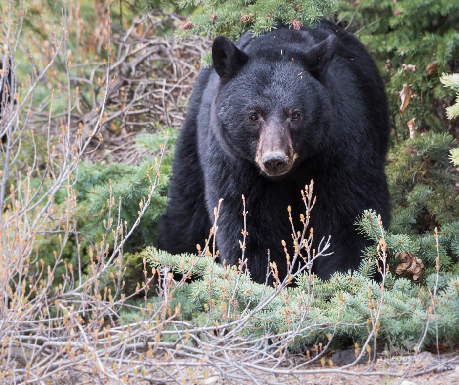 Maine Guided Trapping Trips