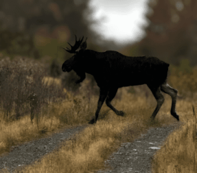 Veteran Owned Maine Guide Service logo and patch