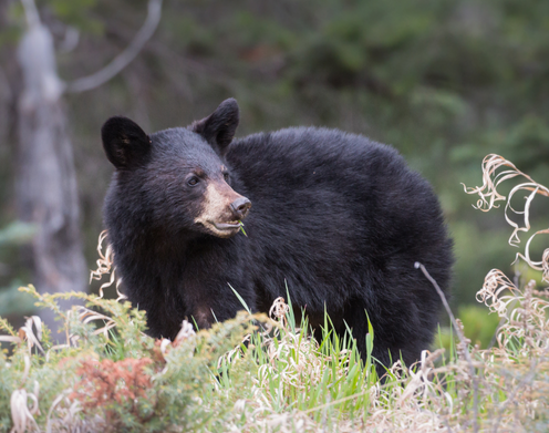 black bear