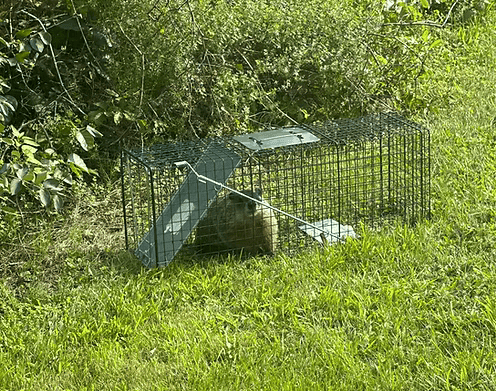 Professional Nuisance Wildlife Guide with a caged animal trap for safe removal