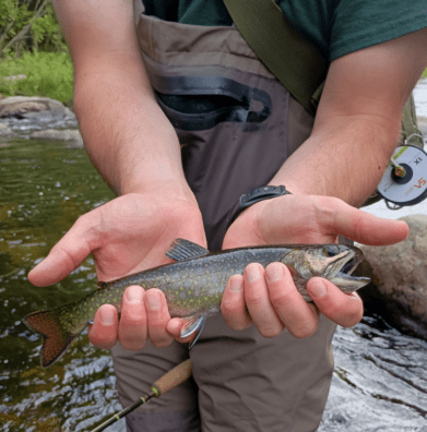 Maine guide stream fish