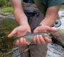 Central Maine Streams Fishing Maine Guide 90x80
