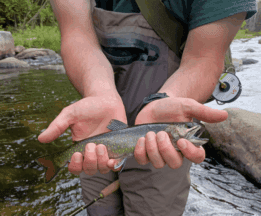 Maine guide stream fish