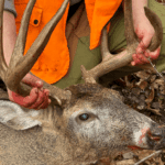 Fully Guided Stand & Blind Hunt