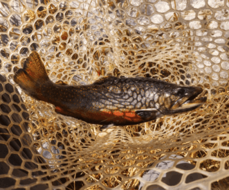 Maine Guided Lake Fishing trip in a canoe on Belgrade Lakes