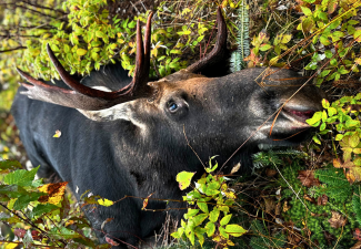 Trophy bull moose standing in the North Woods, the ultimate prize for winners of the Maine Moose Permit Lottery.