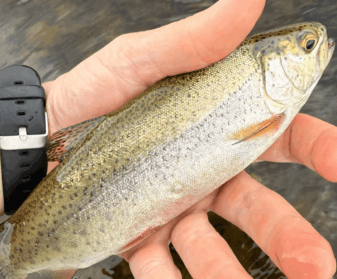 Drift boat fishing on the Kennebec River for Salmo
