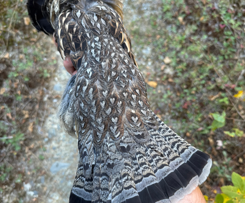 Upland Bird Header Image