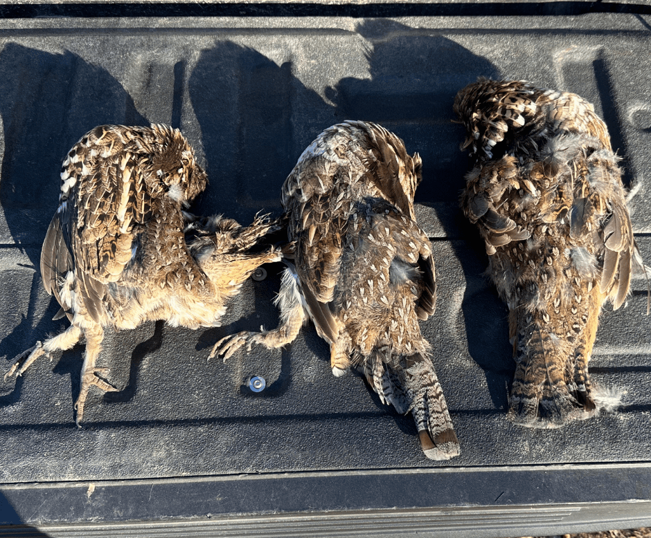 Upland bird hunting in the Western Mountains of Maine