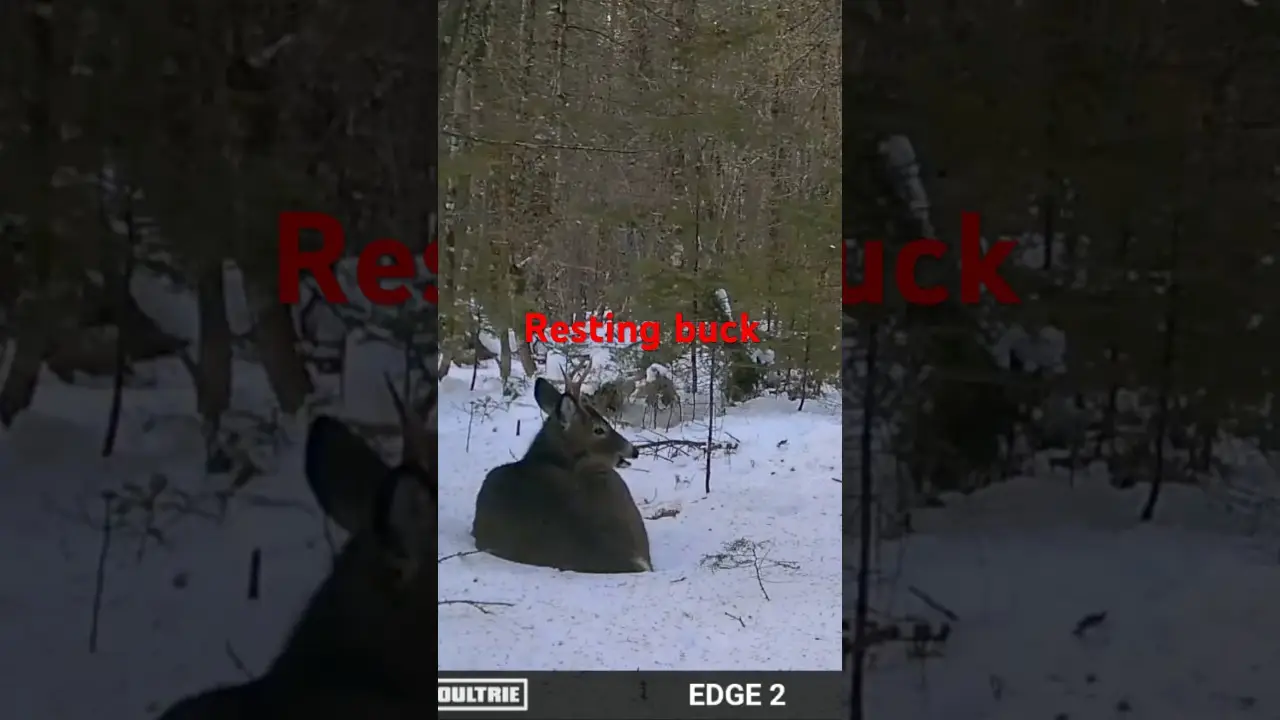 White-tailed deer resting and eating.