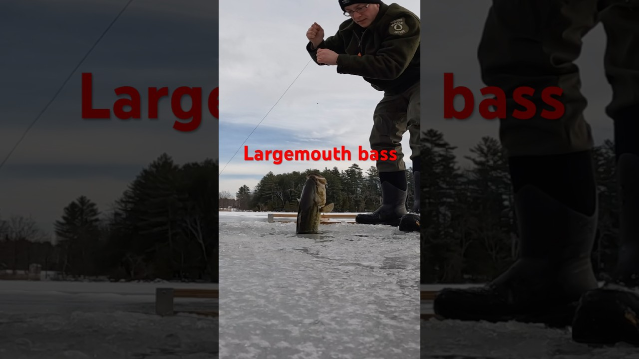 Catching a largemouth bass while ice fishing