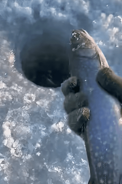 Angler holding a trout caught through the ice in Central Maine