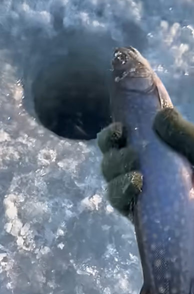 maine brook trout ice fishing