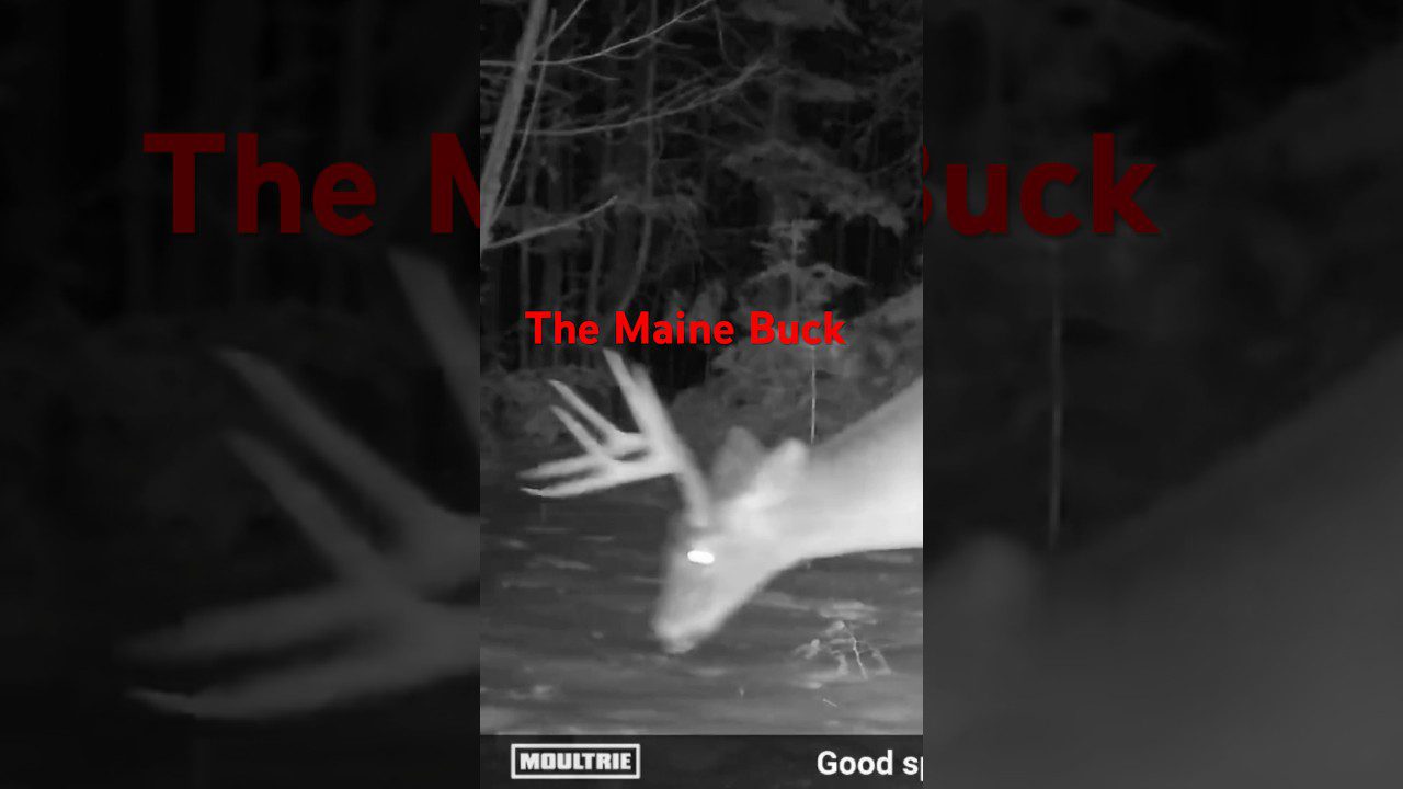 The Unbelievable Secret to Hunting a Mature Maine Buck