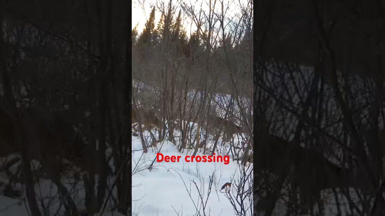 The Critical Risk of Misreading Deer Behavior in the Maine Woods