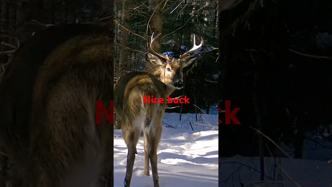 Winter Deer Scouting: What a Healthy Buck in a Deer Yard Tells You