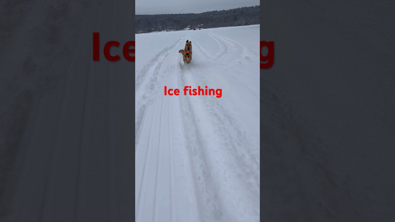 The Unforgettable Success of Ice Fishing With Your Dog