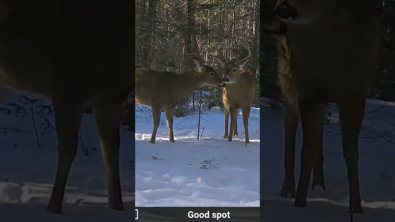 Late Winter Deer Behavior: What Sparring Yearlings Say About the Herd