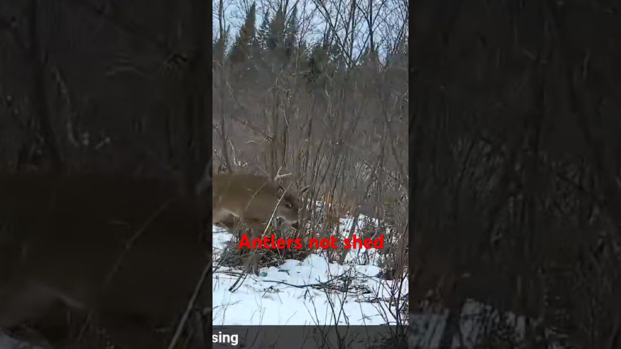 The Surprising Truth About When Maine Bucks Shed Their Antlers