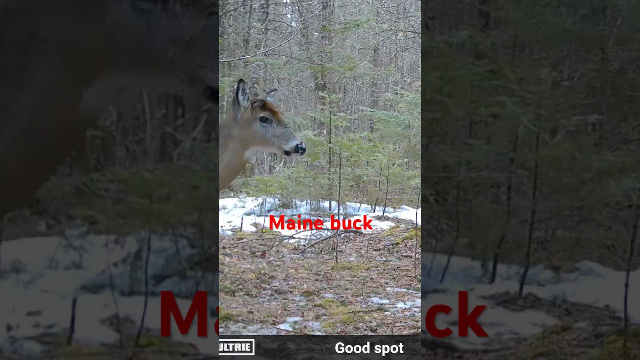 The Critical Mistake of Ignoring Simple Maine Deer Behavior