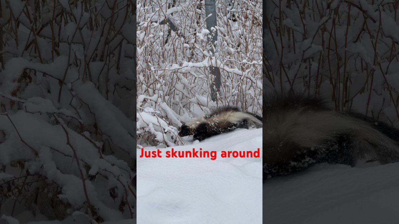 The Surprising Truth About Winter Wildlife in Maine