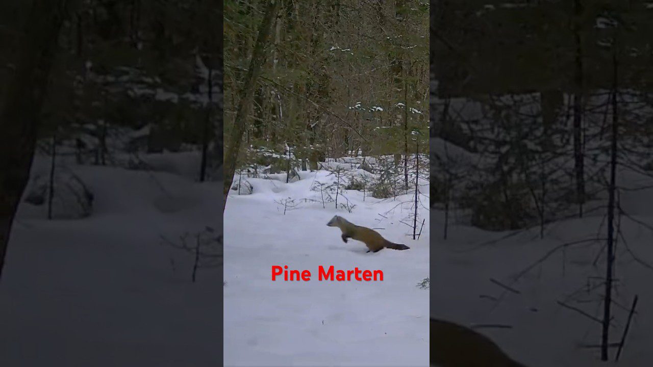 The Thrilling Agility of the Pine Marten in Maine