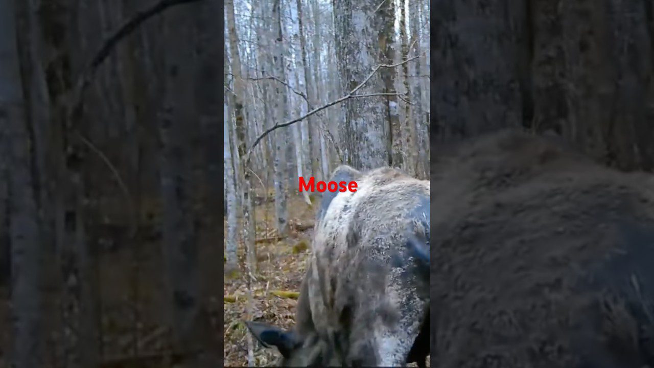 Spring Moose Behavior: What a Cow Moose in May Tells You