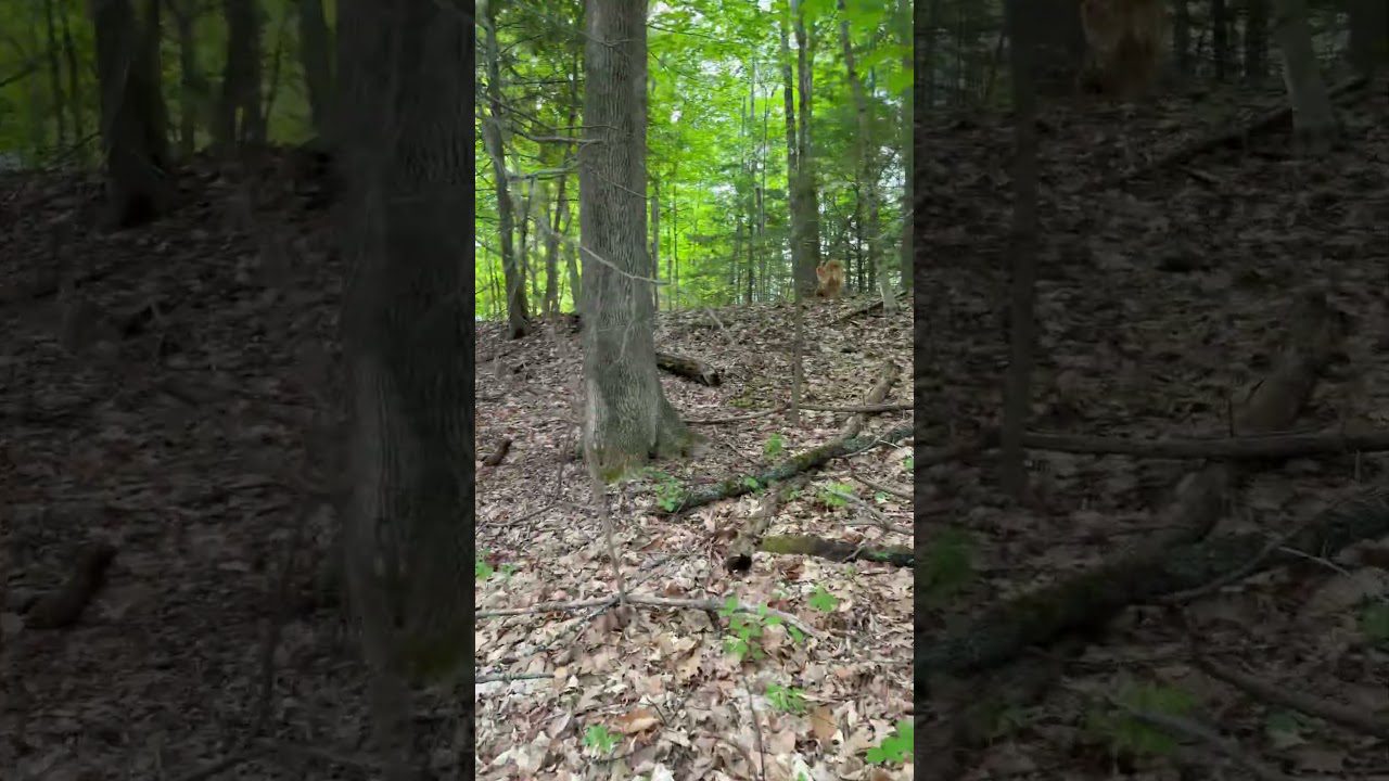 The Simple Success of Maine Shed Hunting