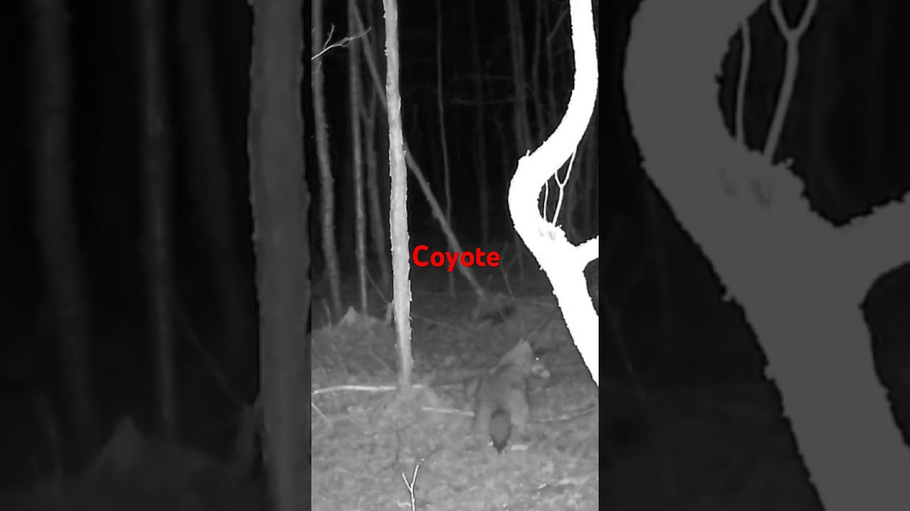 The Hidden Warning in a Coyote's Scent Post