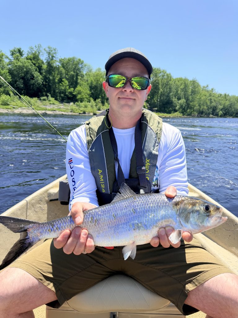 Shad fishing - Thibodeau Outdoor Adventures, Registered Maine Guide service in Oakland, Maine
