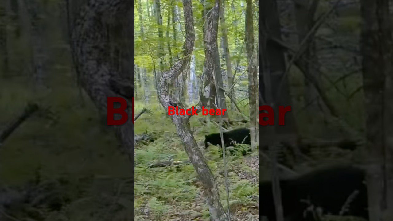 The Incredible Secret of Maine Black Bear Foraging
