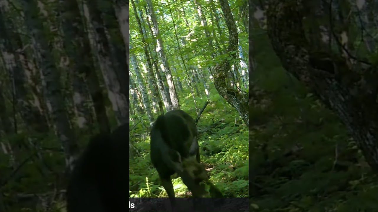 Why Bull Moose Feed in Ponds: Reading Maine Moose Behavior