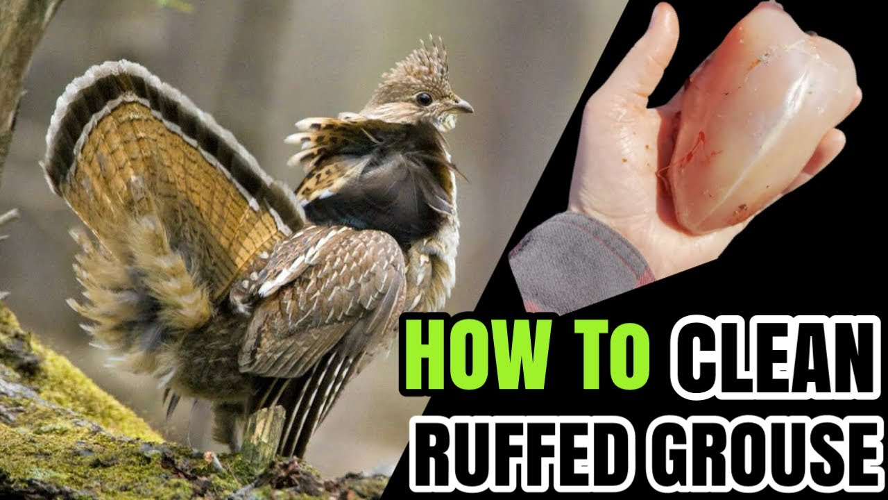 How to Clean a Ruffed Grouse in Seconds: The Step-on-Wings Method