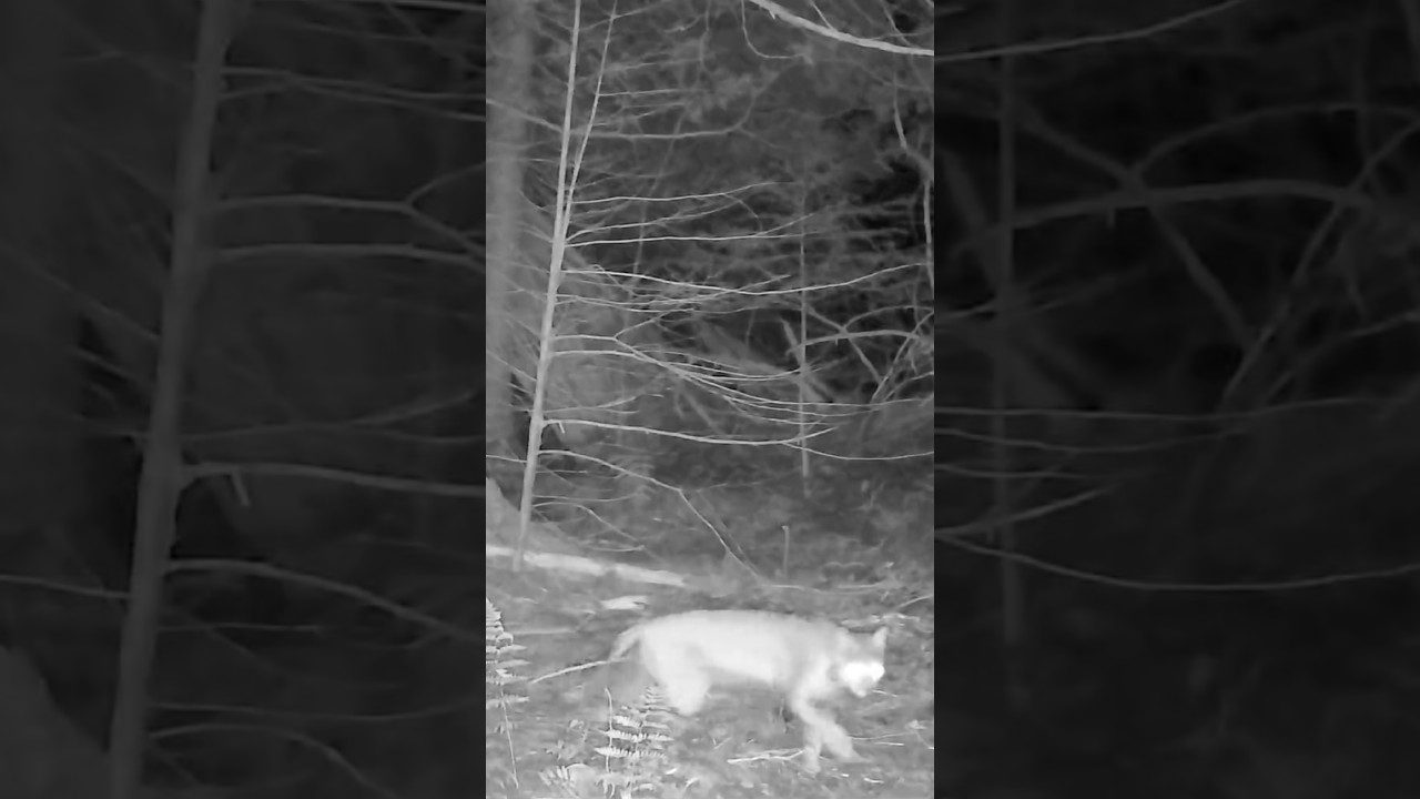 The Thrill of the Ghost Cat: A Secret to Successful Maine Bobcat Hunting