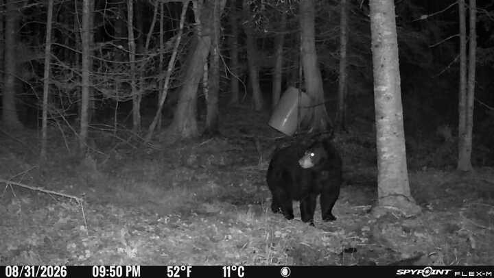 A black bear at night on a Maine trail camera