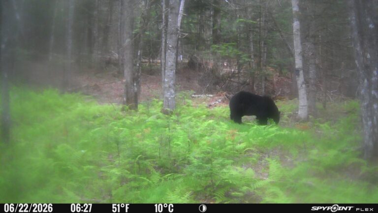 Maine black bear photographed on a trail camera in summer ferns