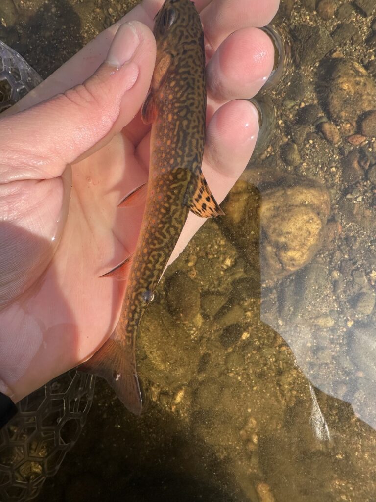 A wild Maine brook trout held above the water with a fly line