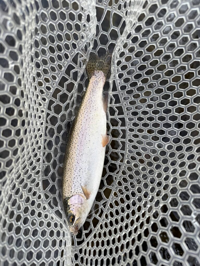 A brook trout resting in a landing net before release