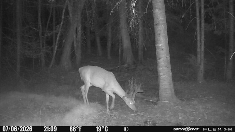 A Maine buck photographed at night on a trail camera