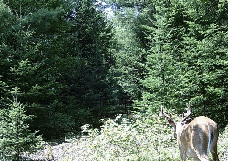 A velvet-antlered Maine buck on a trail camera