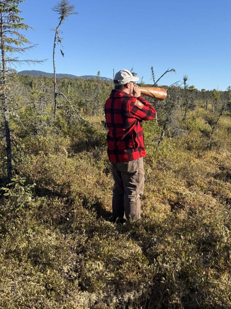 Registered Maine Guide calling for moose with a birch-bark horn on open bog