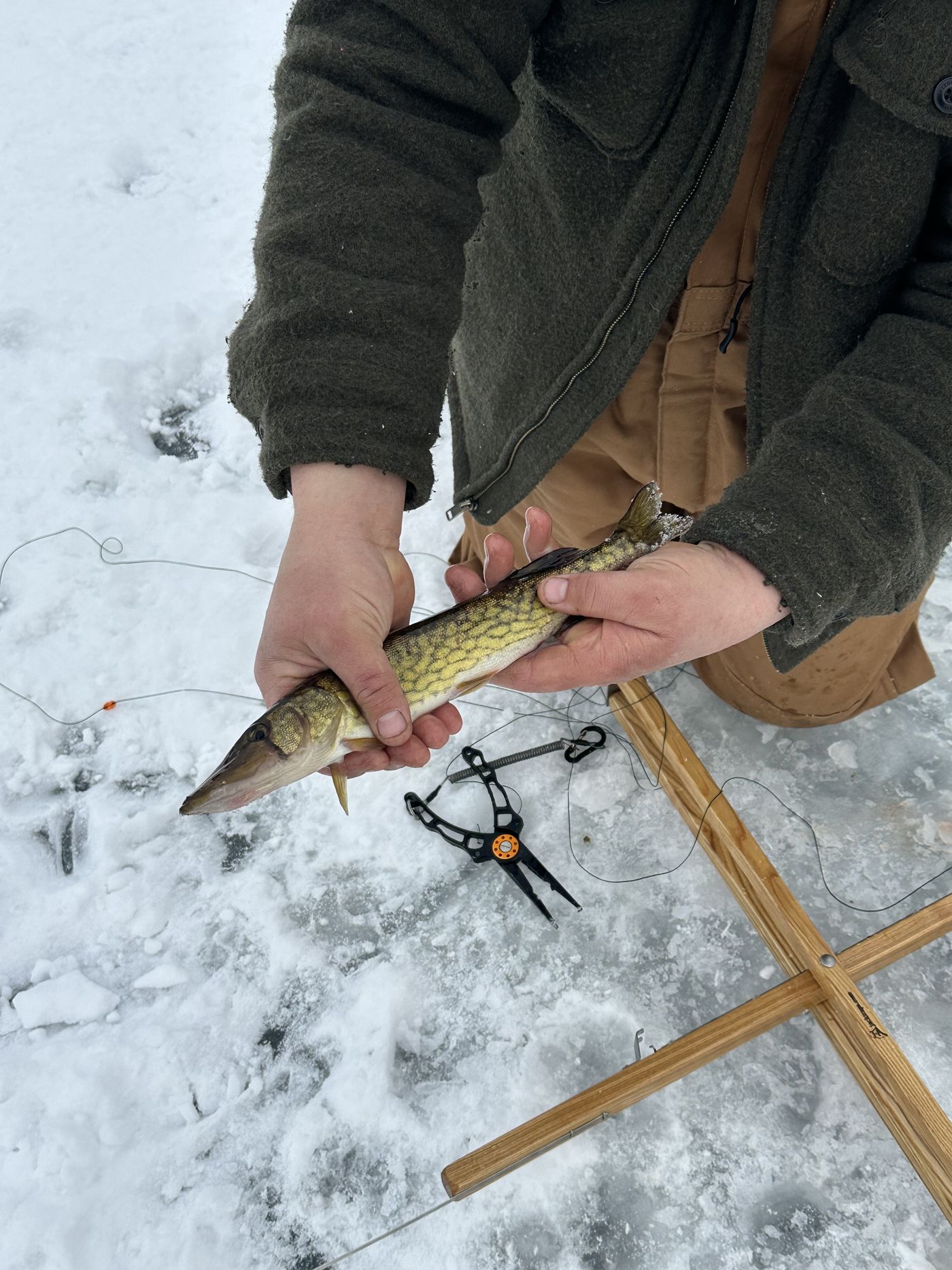 A chain pickerel and a tip-up on the snow at a Maine ice fishing hole