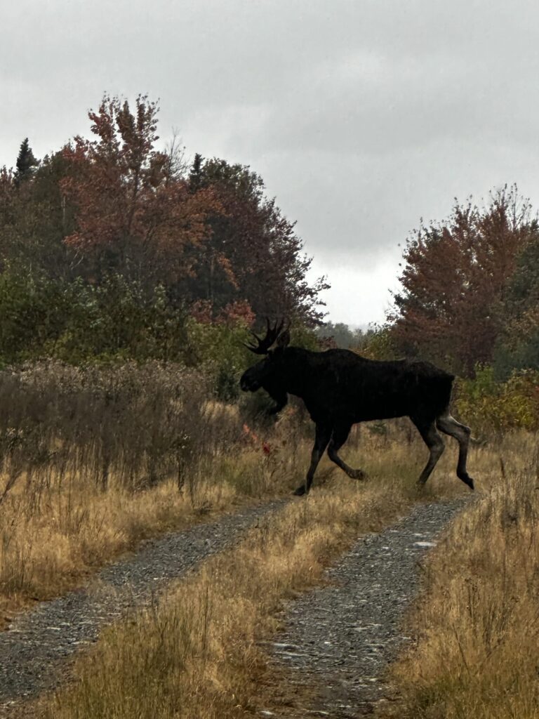A bull moose crossing a grassy woods road in northern Maine