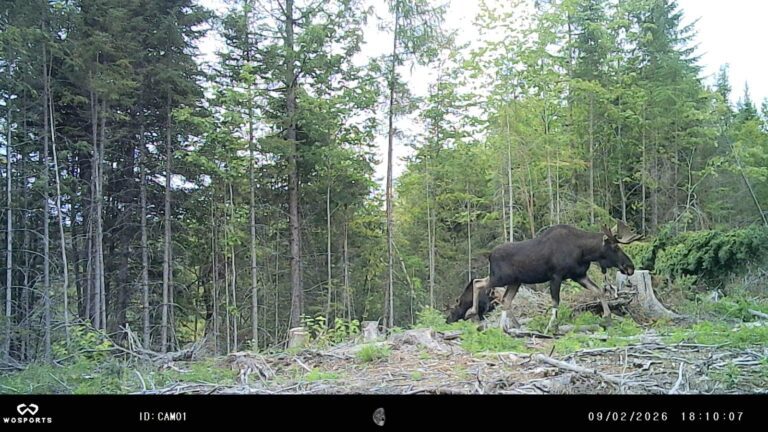 Two moose photographed on a trail camera in a Maine clearcut