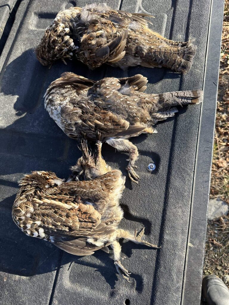 Ruffed grouse taken on a guided Maine upland bird hunt