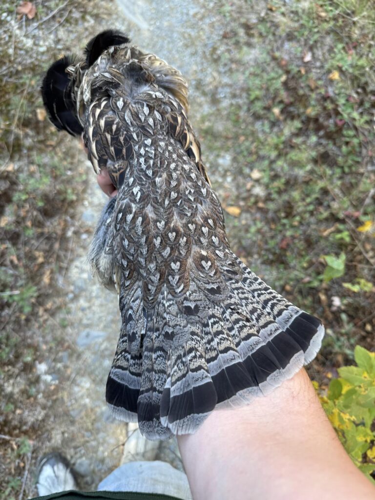 A ruffed grouse in hand on a Maine upland bird hunt