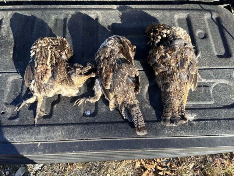 Three ruffed grouse taken on a guided Maine upland bird hunt