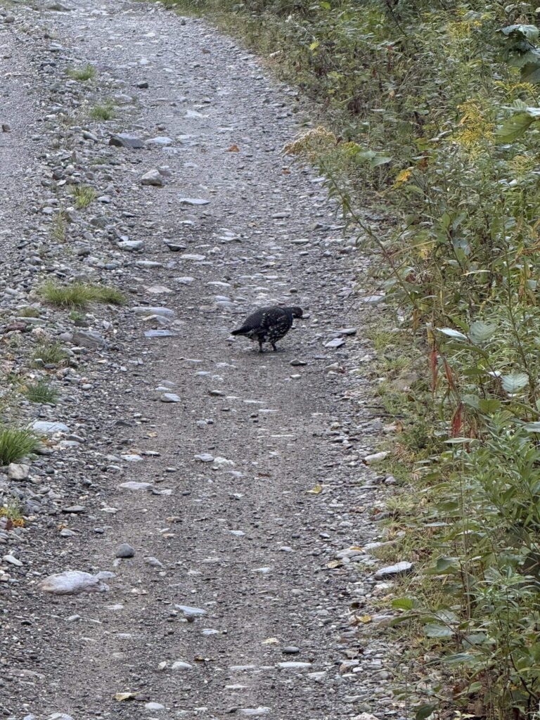 A ruffed grouse standing on a gravel woods road in Maine